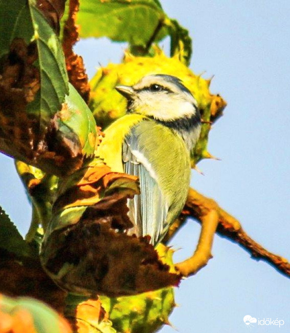 Kék cinege a gesztenye fán 