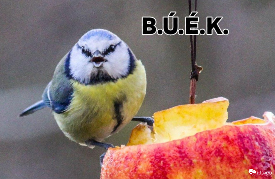 Boldog Új esztendőt kívánok mindenkinek!