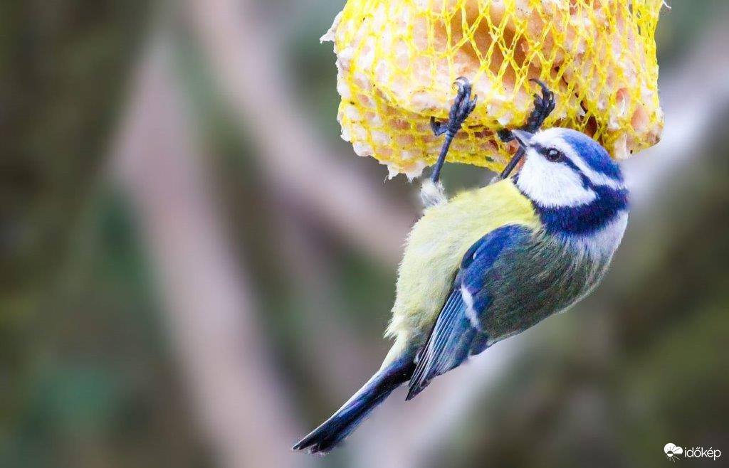 Kék cinege .Szeretem a zsíros falatokat!