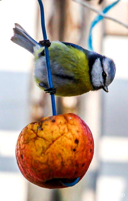 Almát reggelizem. Kékcini 