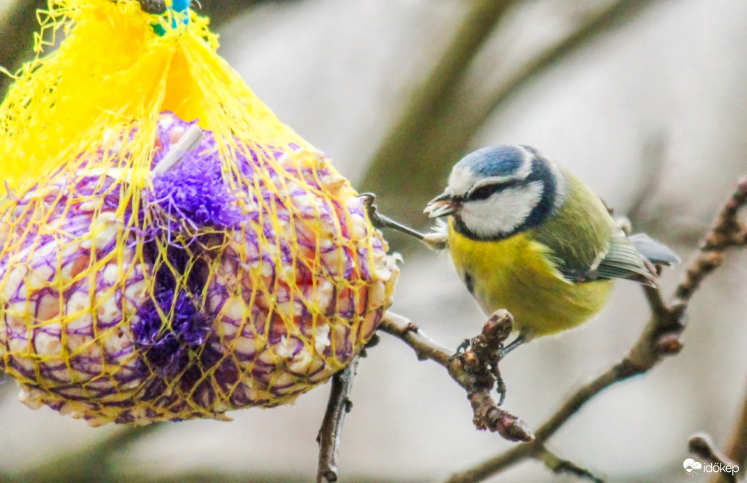 Zsíros reggeli. Kékcini 