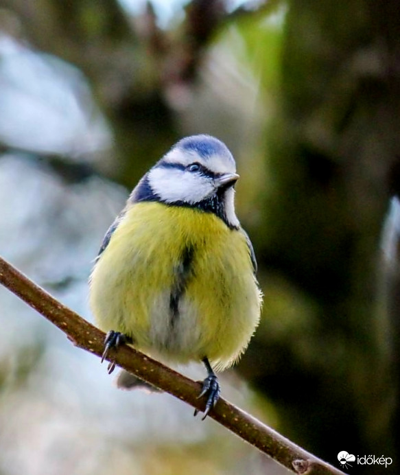 Ugye jól nézek ki? Kékcini. 