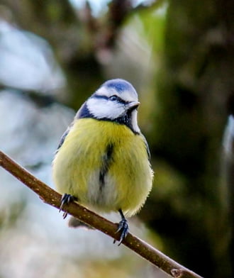 Ugye jól nézek ki? Kékcini. 