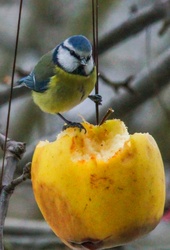 A víz befagyott, jó helyette az almalé is. 