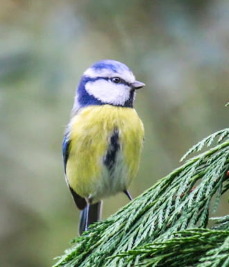 Szép napot Kék cinege. 