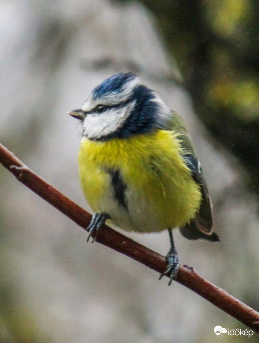 Pici csőrü Kék cinege 