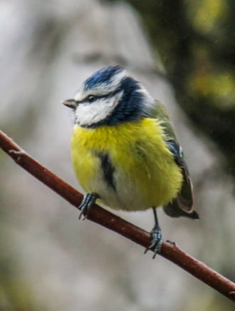 Pici csőrü Kék cinege 