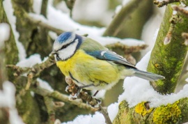 Kékcini a havas fán. 