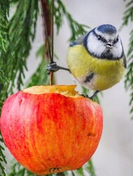 Kékcini a piros almán 