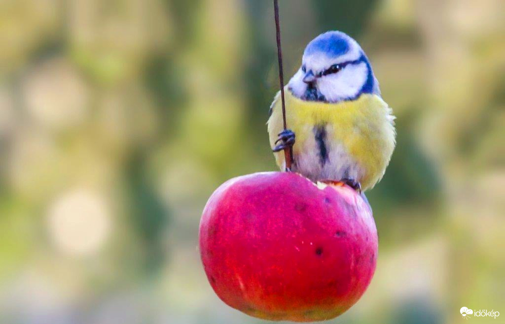 Kék cinege szereti a piros almát 