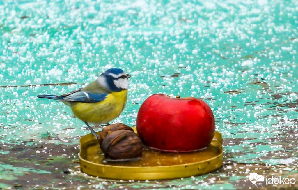 A cinke kék a hó fehér az alma piros 