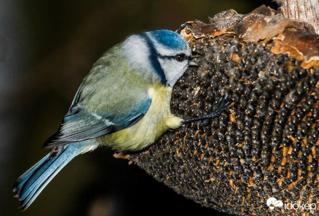 Kék cinege lakmározik 