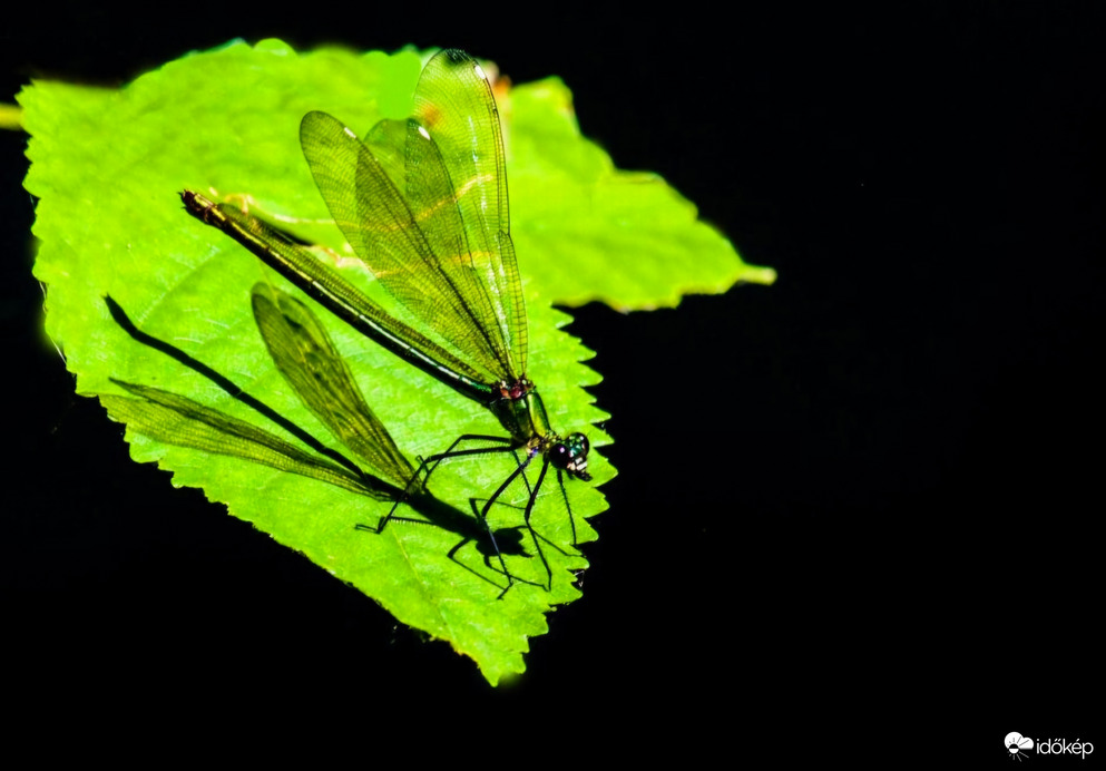 Nem ijedek meg a saját árnyékomtól!