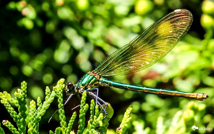 Kisasszony szitakötő 