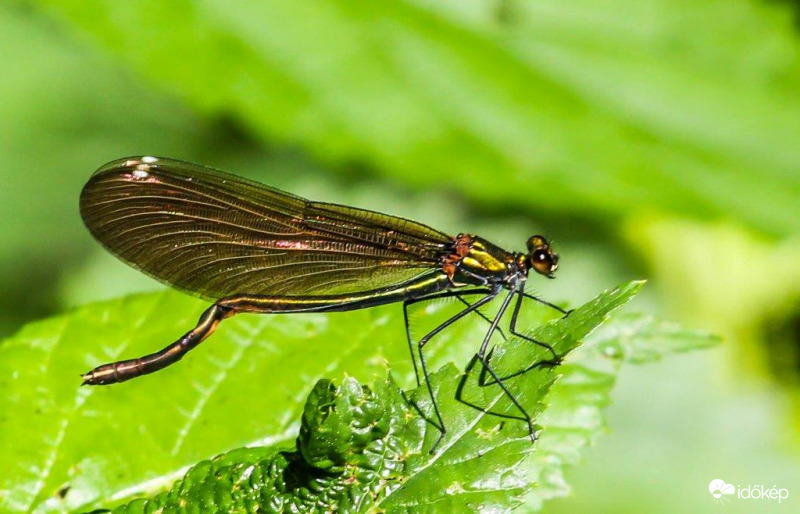 Kisasszony szitakötő 