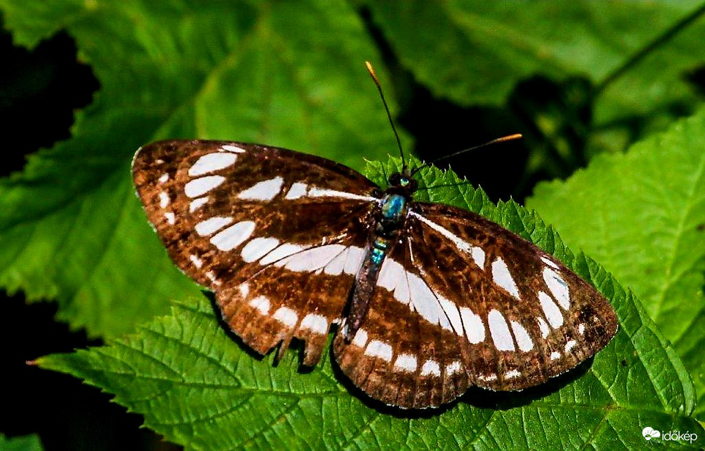 Kis fehérsávos lepke 