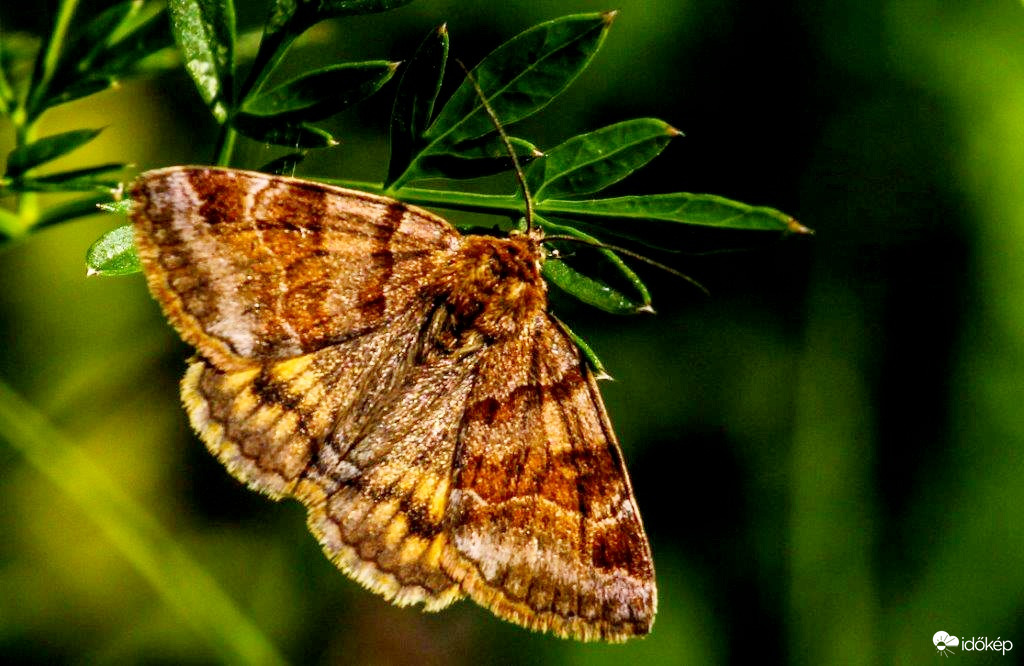 Sárgaöves bagolylepke 
