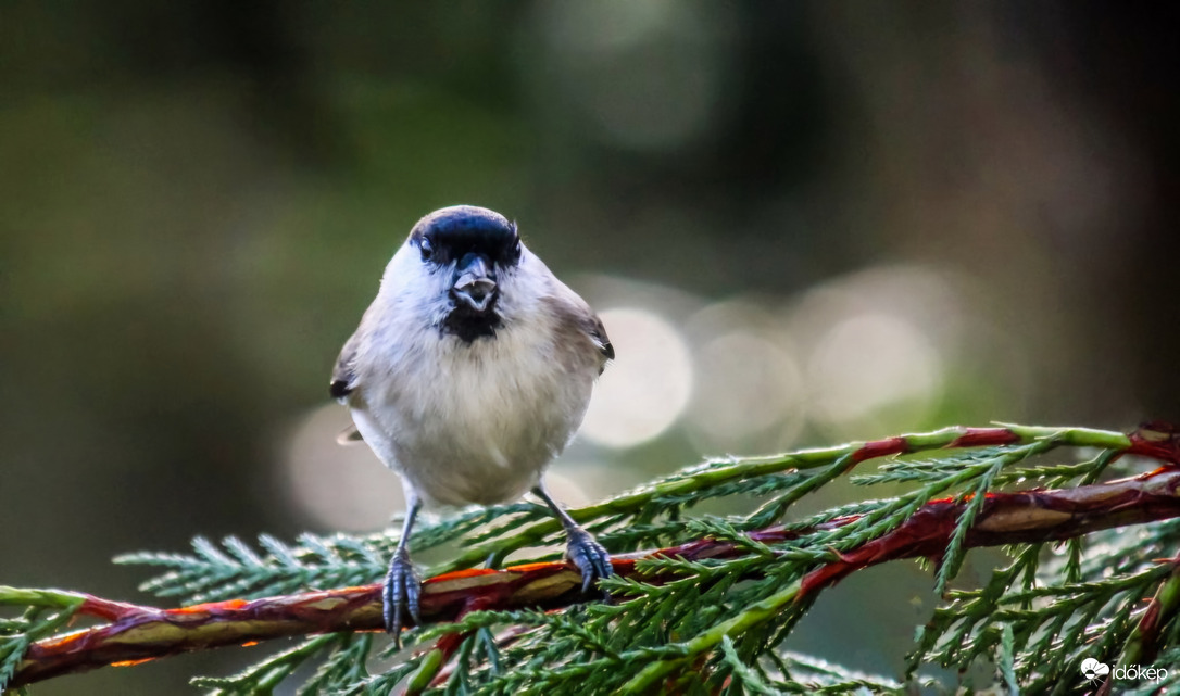 Vigyázz, röpködnek a mínuszok! Kormosfejű cinege. 