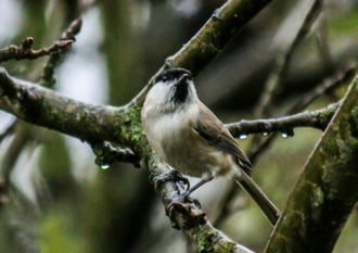 Kormosfejű cinege az esőben. 