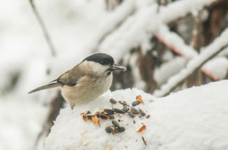 Nekem térdig ér a hó! Kormosfejű cinege. 