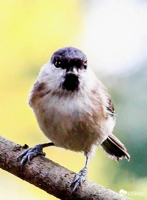 Nézzünk farkasszemet!