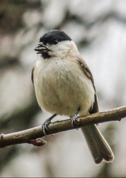 Kormosfejű cinege a ködben. 