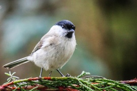 Én csak ámulok és bámulok. 
