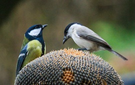 Együnk, hogy legyen tele a begyünk!