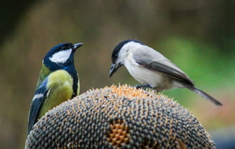 Együnk, hogy legyen tele a begyünk!