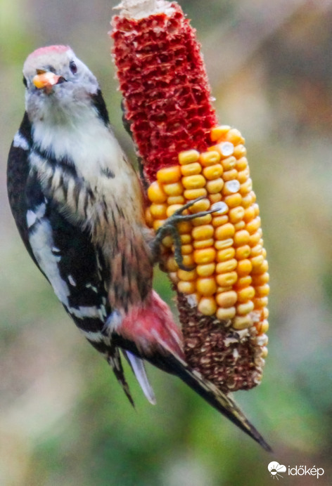 Az öreg Csöves.  Középfakopáncs 
