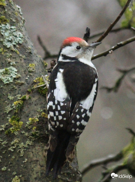 "Kopi" a kedvenc látogatóm. Minden nap megjelenik 
