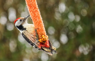 Középfakopáncs  Kérem a következőt!