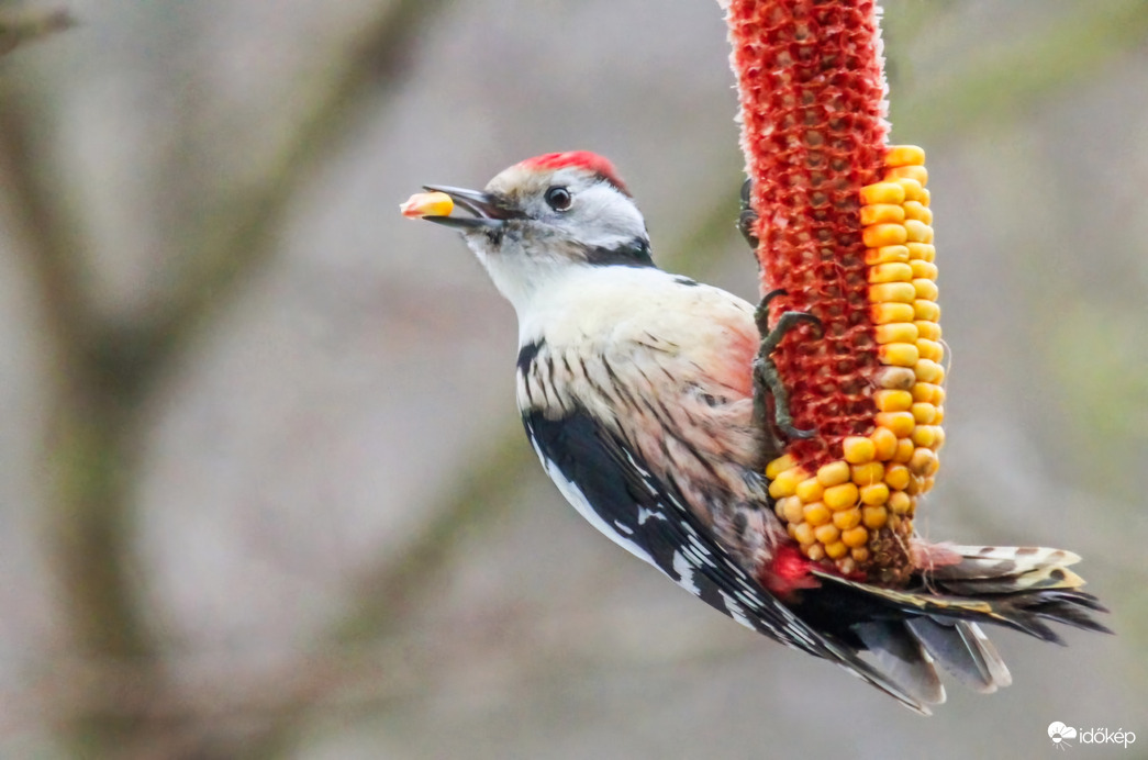Szemezgetek  Közép fakopáncs 