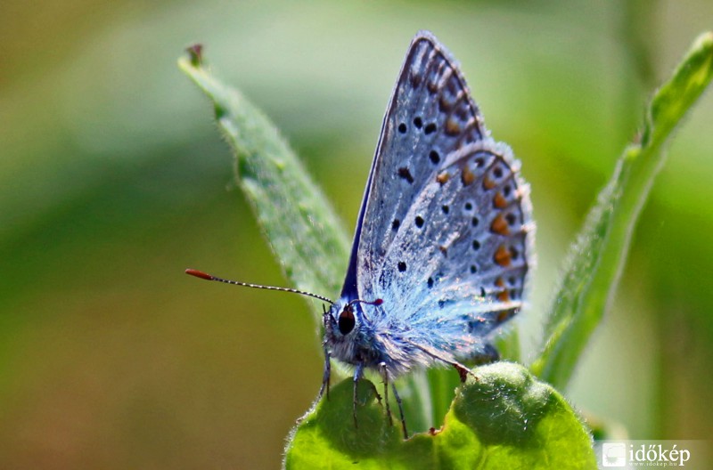 Közönséges boglárka