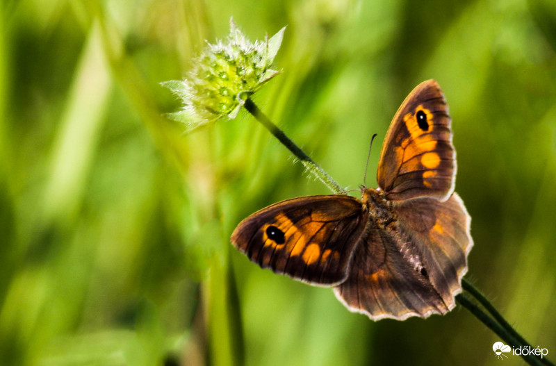 Ökörszem lepke