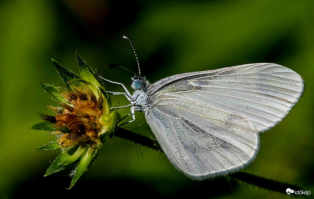 Kis mustárlepke 