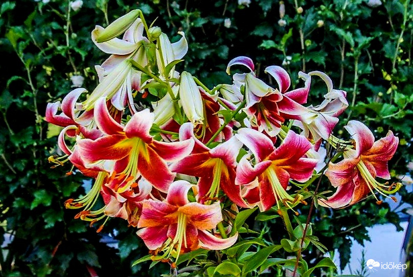 Liliomok 
