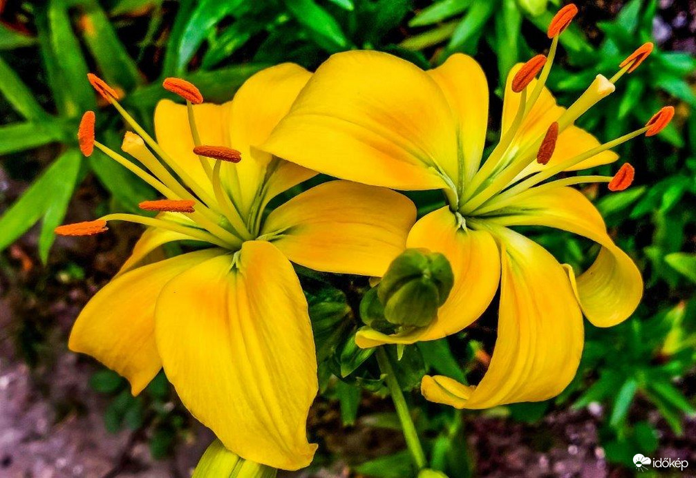 Liliom 