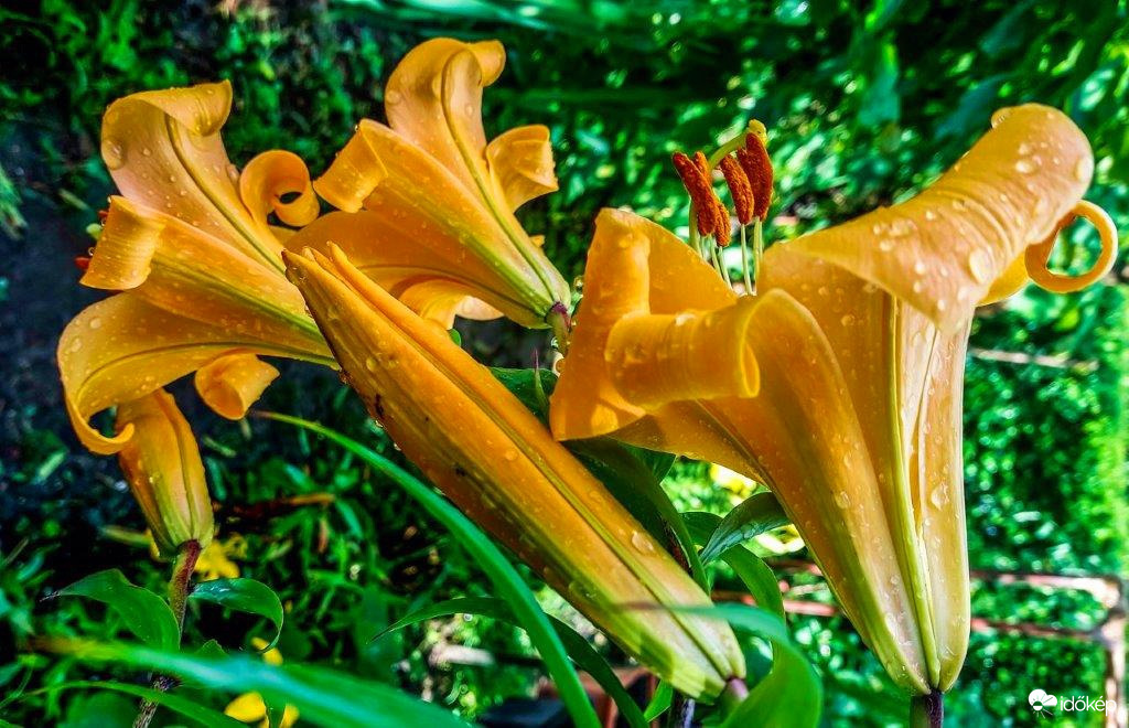 Liliom 