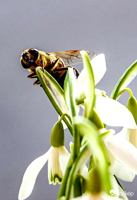 Méhecske csemegézik 