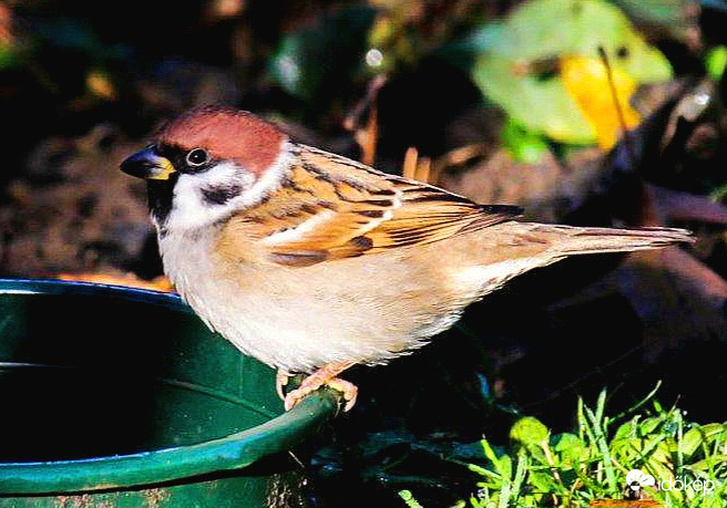 Azt mondta az öreg Kiss, ne csak együnk igyunk is. 