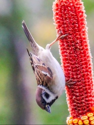 Velem lehet kukoricázni! Mezei veréb. 