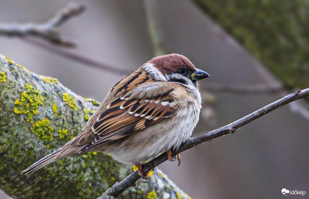 Mezei veréb Nincs melegem!