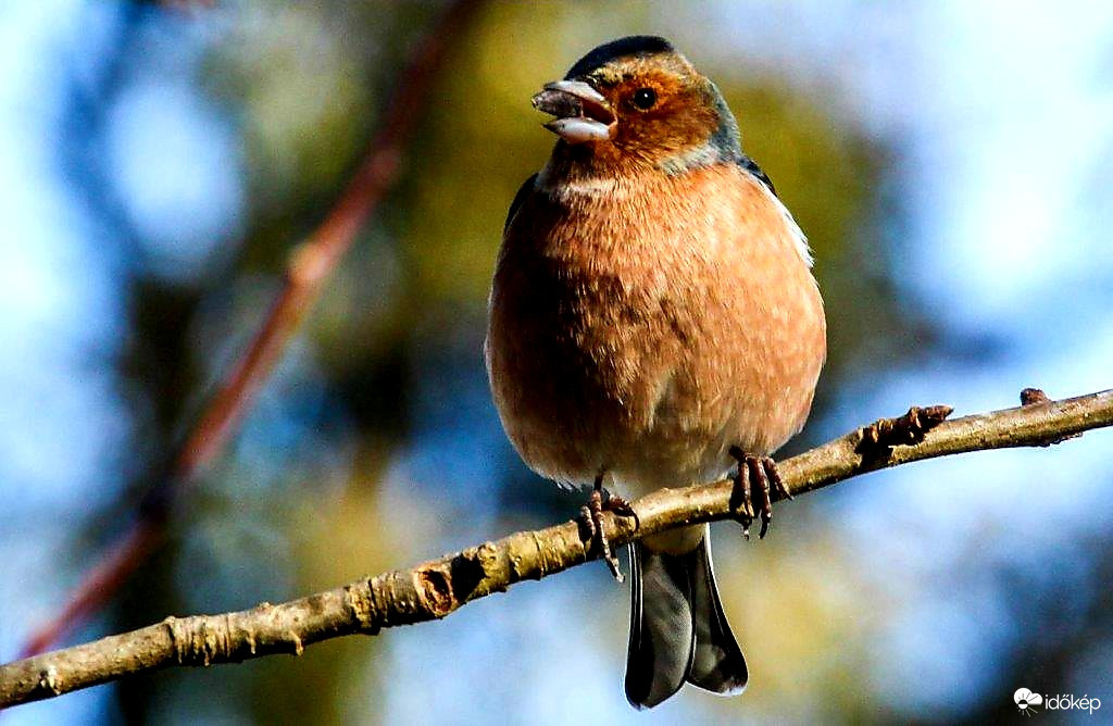 Ágról szakadt Pintyőke 