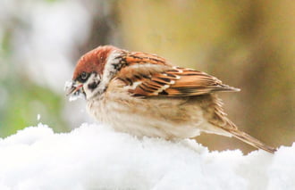 A Tél az csak Tél. 