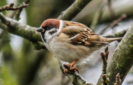 Száraz ágon ül egy Veréb, Időképbe ez is elég. 