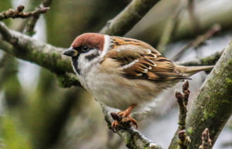 Száraz ágon ül egy Veréb, Időképbe ez is elég. 