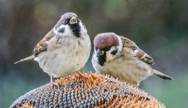 "Miénk itt a tér..."