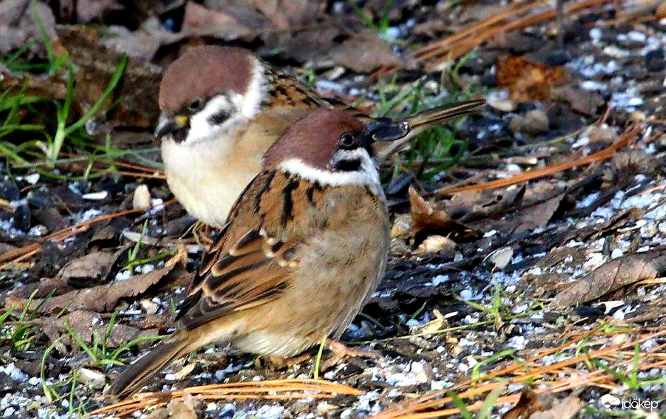 Azt csiripelik a Verebek  ...
