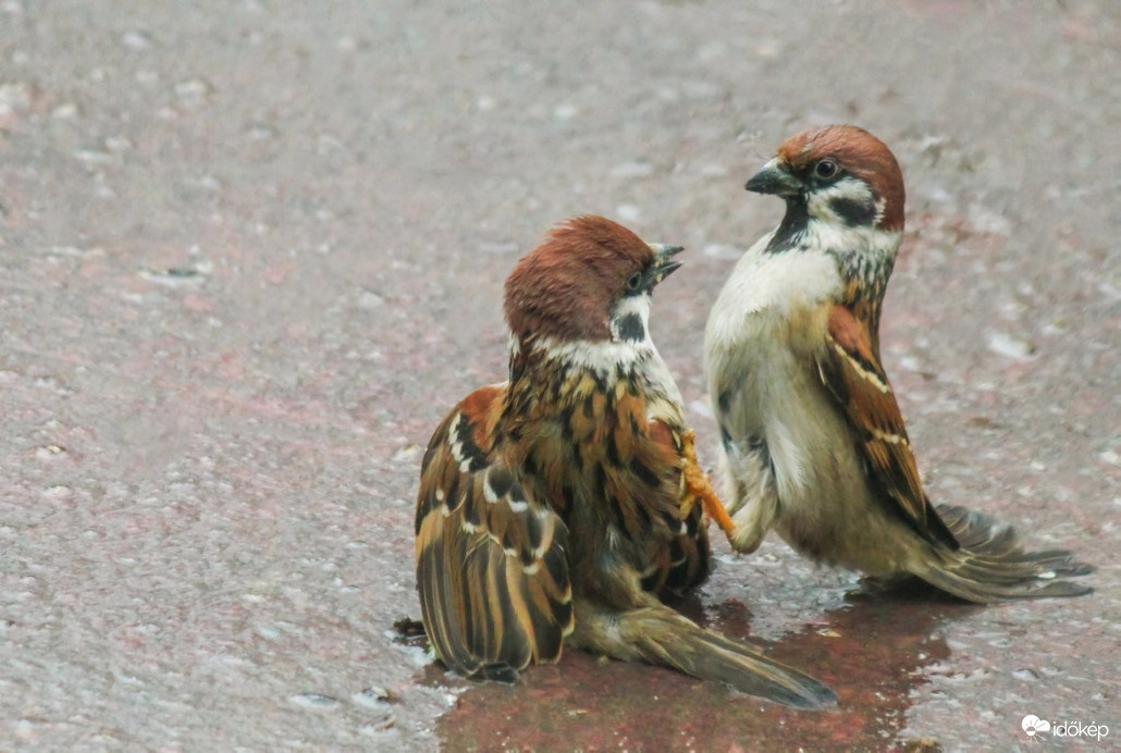 Mit mondtál az anyámra!